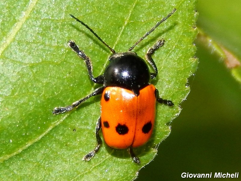 Serie di Chrysomelidae del Parco del Ticino